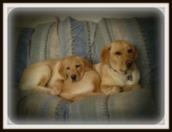 Two of Shera Kile's dogs, Belle and Scooby